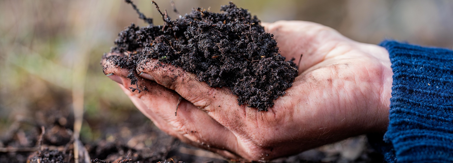 regenerative organic farmer, taking soil samples and looking at plant growth in a farm. practicing sustainable agriculture.