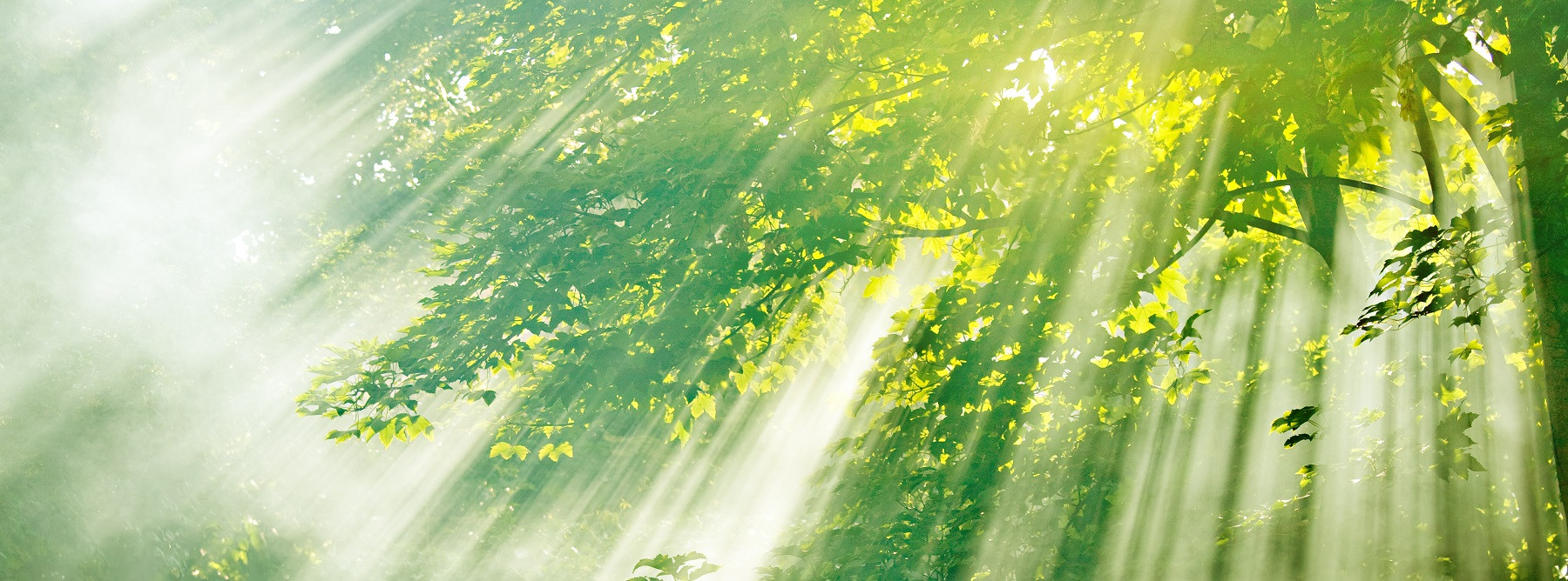 Sun-streaming-down-through-trees_banner_1800px