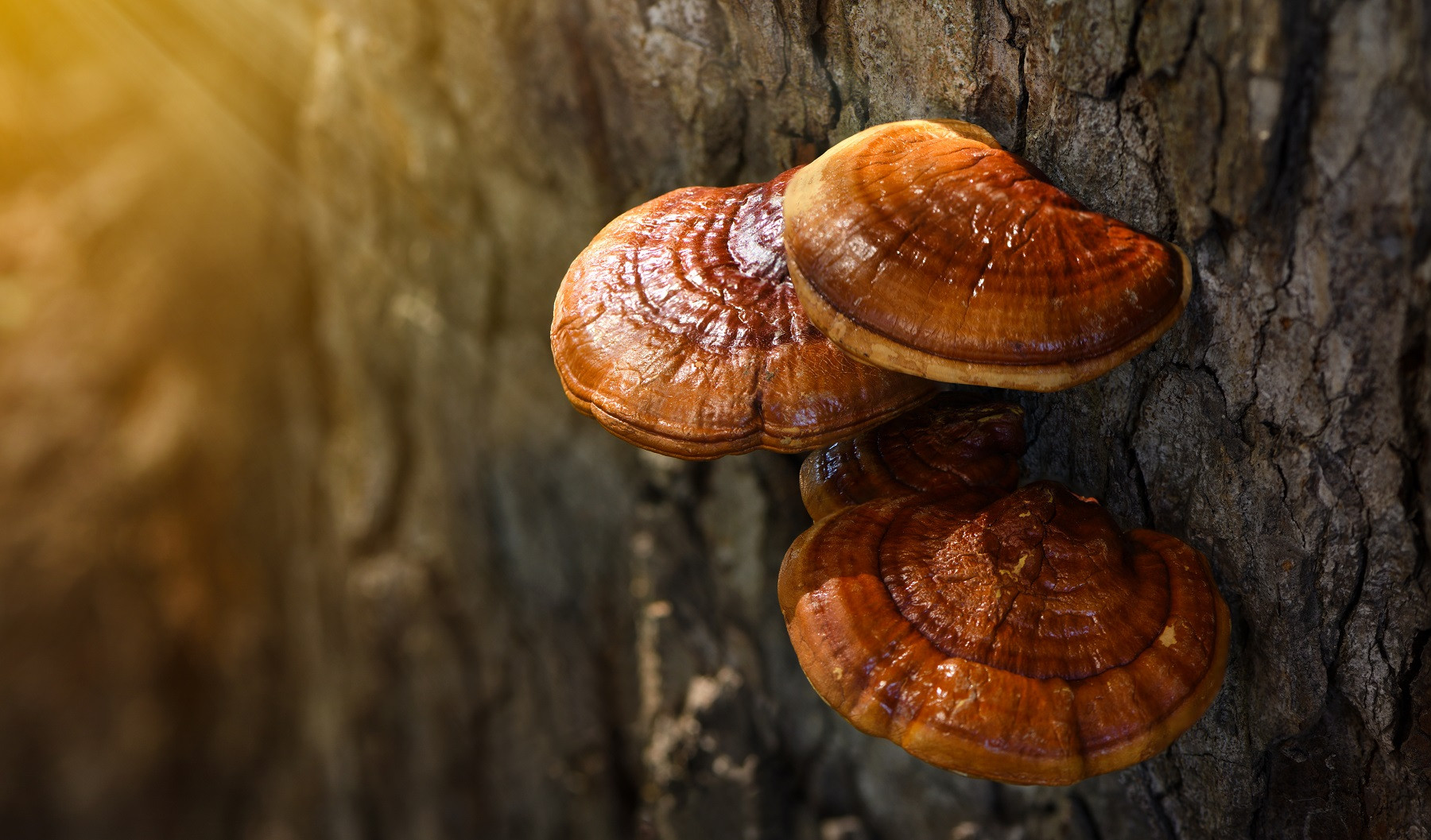 Natural Reishi or lingzhi mushroom growing on old bark.